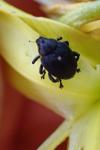 Mononychus punctumalbum