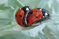 Coccinella septempunctata