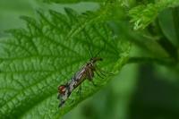 Panorpa vulgaris
