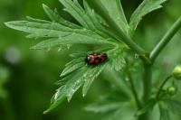 Cercopis vulnerata