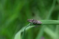 Agrypnus murinus