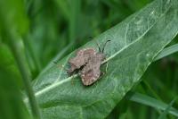 Coreus marginatus
