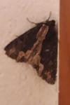Dypterygia scabriuscula