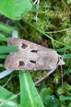 Agrotis exclamationis