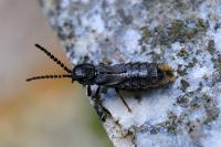 Phosphaenus hemipterus
