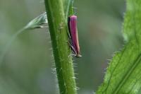 Oncocera semirubella