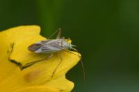 Adelphocoris lineolatus