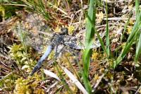 Orthetrum cancellatum