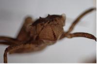Epitheca bimaculata