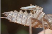 Epitheca bimaculata