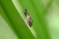 Glyphipterix forsterella