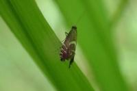Glyphipterix forsterella