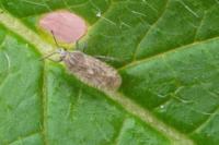 Tingis pilosa