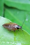 Ectobius lapponicus