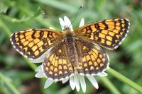 Melitaea athalia