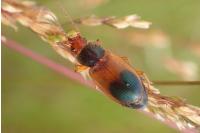 Diachromus germanus