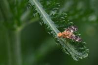 Oxyna flavipennis