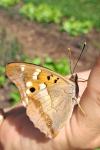 Apatura ilia