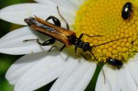 Oedemera femorata