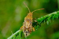 Stictopleurus abutilon