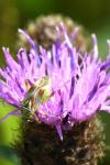 Calocoris roseomaculatus