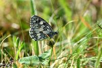 Melanargia galathea
