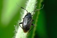 Capsus ater