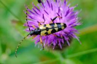Rutpela maculata
