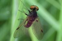 Chrysopilus cristatus
