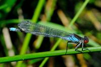Erythromma najas