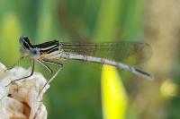Platycnemis pennipes