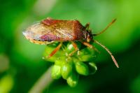 Rhopalus maculatus