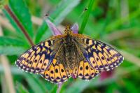 Boloria aquilonaris