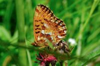 Boloria aquilonaris