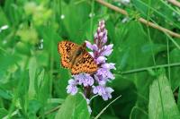 Boloria aquilonaris