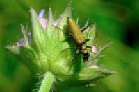 Chrysanthia viridissima