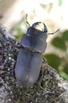 Dorcus parallelipipedus
