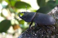 Dorcus parallelipipedus
