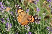 Vanessa cardui