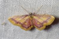 Idaea muricata