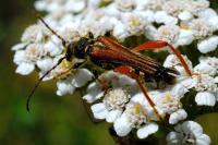 Stenopterus rufus