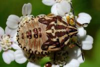 Carpocoris purpureipennis