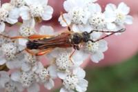 Stenopterus rufus