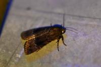 Amphipyra pyramidea
