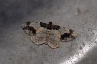 Ligdia adustata