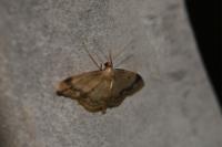 Idaea biselata