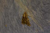 Acronicta rumicis