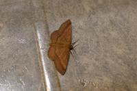 Scopula rubiginata