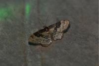 Idaea rusticata
