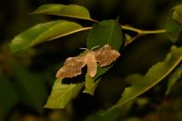 Laothoe populi